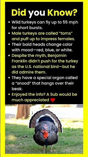 What is the organ that hangs from the beak of a turkey?