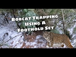 Bobcat Trapping - Using A Foothold Set