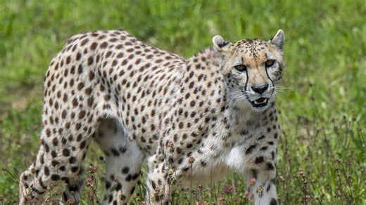 WWF gibt Update: Diese Tierarten sind nicht mehr vorm Aussterben bedroht