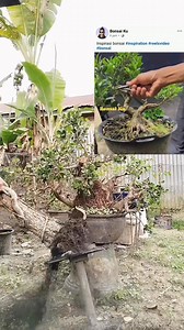 2.3K views · 1.2K reactions | Dia yang nyomot dia pula yang ngeklaim kan hasuk tenan 臘 #bonsaitree | Karimun Java | Facebook