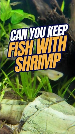 Can YOU Keep FISH with SHRIMP? | Shrimp in Fish Tank ?