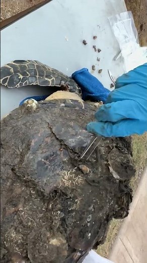 A Woman Rescues a Giant Sea Turtle From Black Algae and Barnacles #shorts