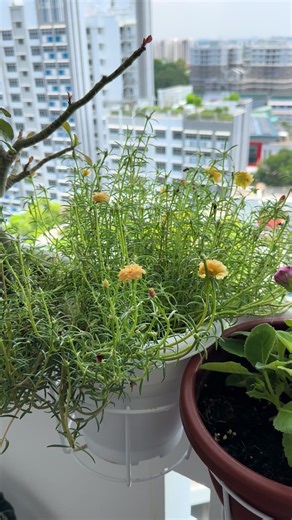 Bright, cheerful, and full of sunshine 🌼✨ Our Portulaca grandiflora is in full bloom, showing off its vibrant yellow petals and spreading happiness everywhere! 🌞💛 #PortulacaGrandiflora #MossRose #YellowFlowers #GardenJoy #BloomingBeauty