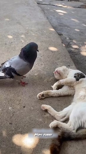 This cat is very wocked o😂😂😂the pigeon eye don see stars #comedy #fyp #reels #cat #viral #trending #funny #sucking | Mimi funny