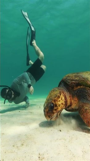 Swimming with a Loggerhead Sea Turtle!