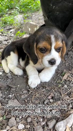 घर से भाग आए ए भाई सैप और यहाँ छुपे है #doglove #funny #comedy #viral #trending #sorts