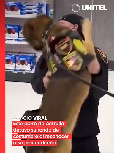 Rex el Perro que Reconoció a su Dueño