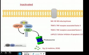 Non-canonical NF-KB pathway: Mechanism of signal transduction