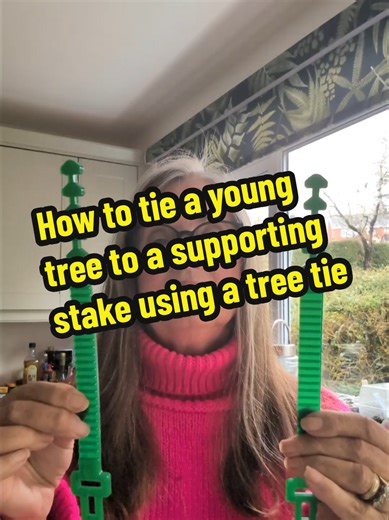 Young trees, particularly fruit trees, very often need additional support to grow straight until their roots establish. Here's how to tie a tree to a supporting stake using a specialist tree tie. #trees #treesupports #garden #treeplanting #tree