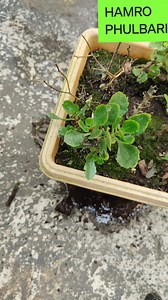 55K views · 1.5K reactions | "Unlock the secrets to growing healthy and vibrant Kalanchoe plants! ✨ From propagation tips to care essentials, let's make your garden bloom with these stunning succulents.  #KalanchoeCare #SucculentLove #GardeningTips #HamroPhulbari #IndoorPlants #GreenThumb #PlantPropagation #SucculentGardening #PlantLovers #GardenInspiration" | HAMRO Phulbari | Facebook