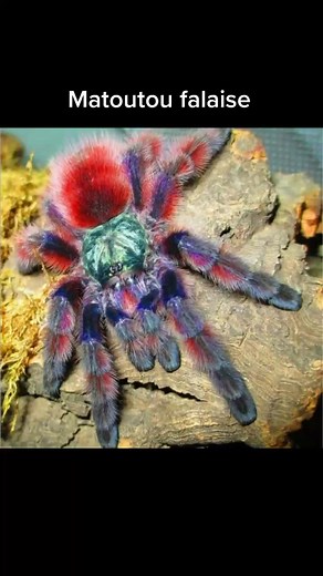 Matoutou Falaise : Les Araignées de Martinique