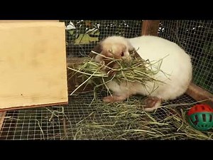 How a Domestic Rabbit Prepares Her Nest - Here Come Baby Bunnies