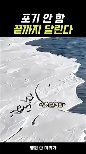 포기하지 않은 펭귄의 전력질주