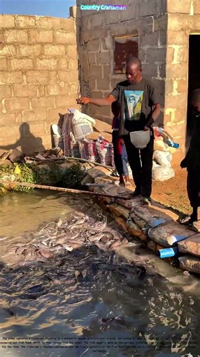 Feeding Frenzy: A Day in the Life of a Fisherman