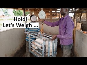 How I Determine the Weight of My Pigs