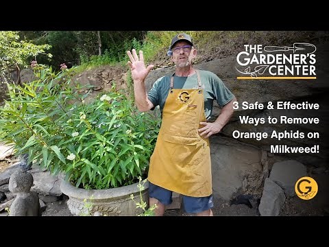 Orange Aphids on Milkweed? Here’s What to Do (No Sprays Needed!)