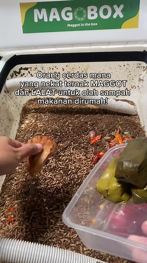 Maggot: Bisnis Rumahan yang Menguntungkan dan Ramah Lingkungan