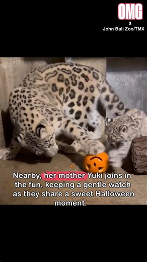 3.5K views · 78 reactions | Baby snow leopard Juniper is getting into the Halloween spirit by having a cute tussle with a jack-o'-lantern!  | OMG | Facebook