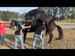 🐴 Horse Mating Process: Natural Horse Breeding Explained (Educational) 🐎
