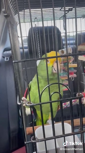 Amazon Parrot Singing in Car Karaoke Fun