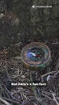 How Does a Compass Work?