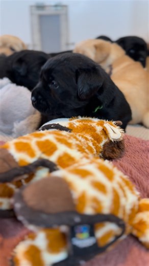 Elizabeth Nickel on Instagram: "Today we practiced playing in the large play area. (They are only used to their safe little whelping box) It’s important to introduce new areas to help them gain confidence as they grow. The idea was to get them used to the new space today. Soon they will be running around and playing in it with confidence and we’ll move on to a new, larger space! 🤗"