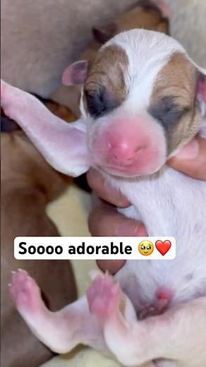 My Dog Gave Birth to 10 Puppies 🐾❤️ | Watch the First 6 Arrive!