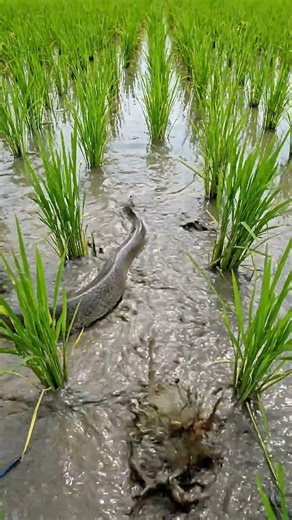 Wow! Catching Big Monster Fish in a 20-Year Abandoned Pond | Traditional Polo Fishing