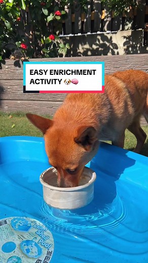 Easy enrichment activity for dogs! 🐶🧠 I love this one for Winnie as it's perfect for building her confidence while providing mental stimulation! Have you tried this enrichment activity before? #canineenrichment #dogenrichment #enrichmentfordogs #enrichmentactivities