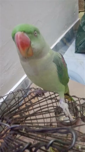 parrot sund 💞💓#parrot #nature #song #funny