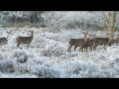 Peaceful Beautiful Relaxing Music, Meditation Nature Music "Winter Song Birds" By Tim Janis