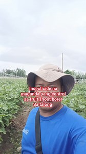 Insecticide na maganda pang control sa fruit shoot borer sa talong #viewersfriendsfollowers #facebookreels2025 #fypviralシ #eastwestseedtopfarmerhero #followersreels #EastWestSeedPh #CalixtoF1 Mayang TV Thessalonica Farm Rowel Palma Borre Panalo Naging Talo Romyr Sanchez Castillo @highlight | Jezrel Palacio Carreon