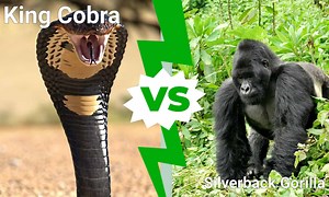 King Cobra Vs. Silverback Gorilla: Which Fearless Fighter Wins?