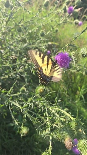 Yellow and Black Butterfly - Eastern Tiger Swallowtail