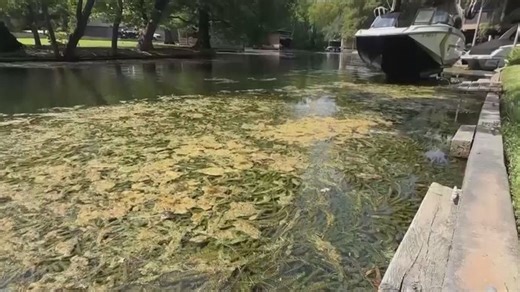 Could carp help Lake Austin's hydrilla problem?