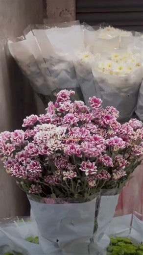 Ishqa Ve 💕 | #gauuzeditz #ytshortsindia #trending #ishqave #trendingshorts #fypage #love #fyp #viral