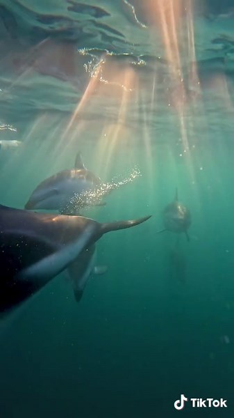 Configuraciones ideales de GoPro para filmar delfines