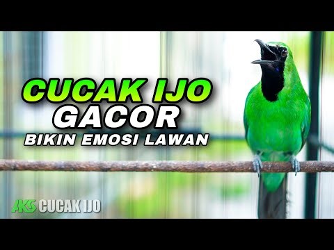 CUCAK IJO GACOR COCOK UNTUK PANCINGAN IJO BISU AGAR CEPAT JAMTROK BUKA PARUH