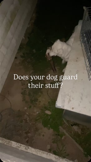 thinkdog ltd - dog training & behaviour on Instagram: "This is a short clip of Adira trying to cache (hide) an antler she found. Adira has always been a resource guarder — meaning when she really values something, she’s willing to defend it if she thinks someone might take it. When I first started training dogs, I thought resource guarding was something to fix. I saw it as a flaw and believed we just needed to teach dogs to tolerate us touching or taking their stuff. These days, I see it very di