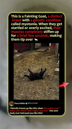 Why Do These Goats Just Fall Over?! 🐐 #nature #funny #Wildlife