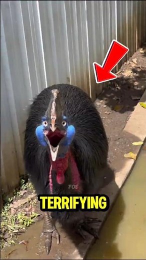 Top 5 CREEPIEST BIRD SOUNDS You’ll Ever Hear!