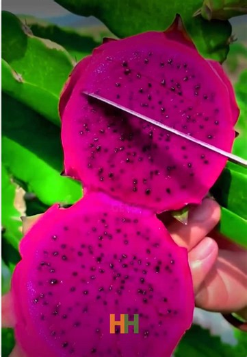 The secret inside dragon fruit