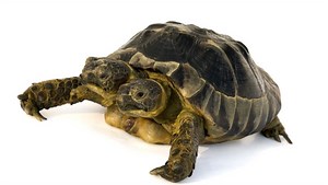 Two-Headed Tortoise Janus Celebrates 25th Birthday