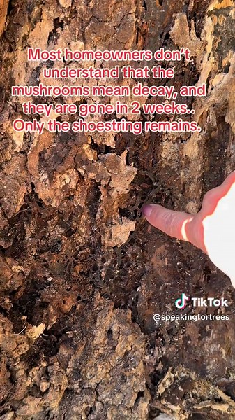 Understanding Tree Defects and Safety Concerns