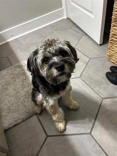 Funny Schnoodle Dog Videos from Orlando Florida