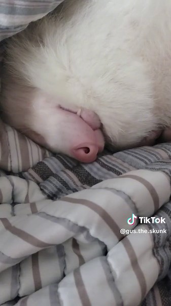 This trend but with Gus' nappy naps! #petskunk #gustheskunk #petsoftiktok #sleep