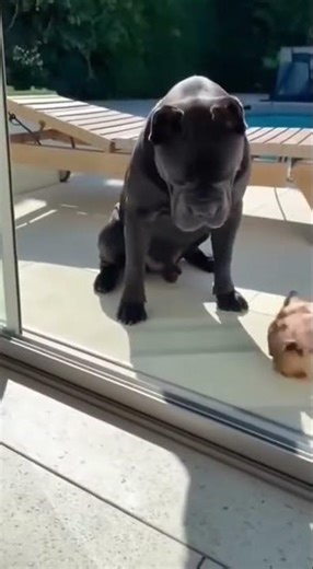 Small dog with big mouth.