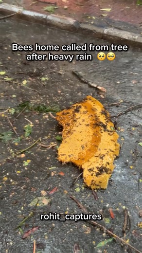 Bees home called from tree in Bengaluru #travel #ytshorts