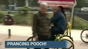 WATCH: This 1-year-old poodle who is basically a human is prancing around China on his hind legs: http://cbsn.ws/1MwPis3 | CBS News