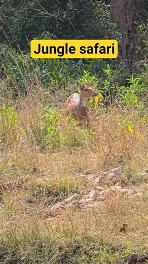 Tiger safari in ranthambore national park | wild and nature india #jungle #tiger #animals #wildlife